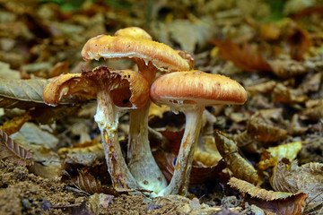 armillaria mellea mushroom