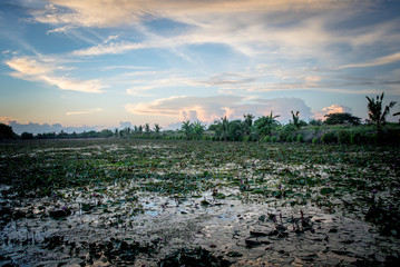 Lotus pond and beautiful sky with sunset and boat for sightseeing.