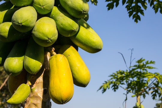 Green papay tree fruit