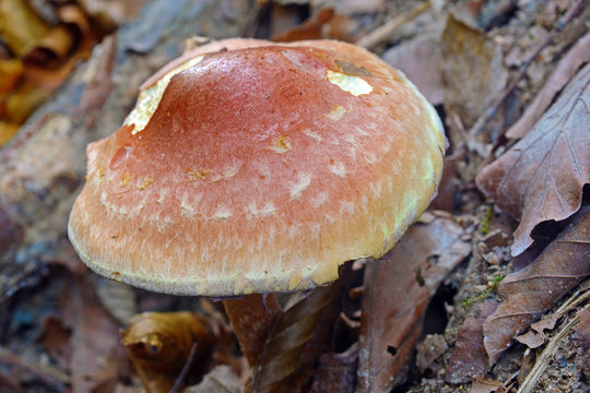 Hypholoma lateritium mushroom
