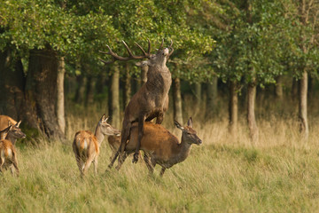 Red deer - Rutting season