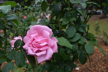 Pink Rose
