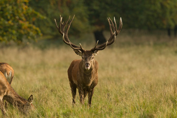 Red deer - Rutting season