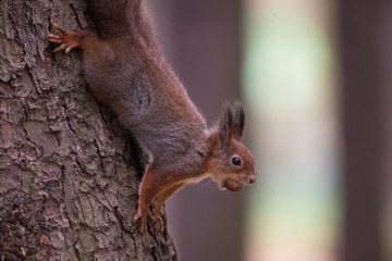 Red squirell on a tree with a nut in the mouth
