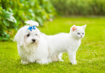 Maltese puppy and chinchilla cat  together on green grass. Focus on cat