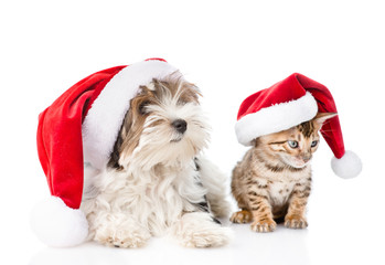 Bengal cat and Biewer-Yorkshire terrier puppy in red christmas hat. isolated on white background