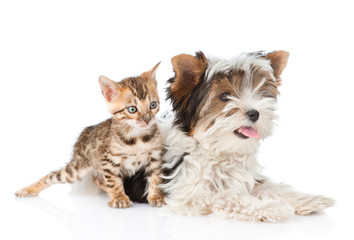 Biewer-Yorkshire terrier puppy and bengal kitten sitting together. isolated on white background