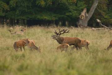 Red deer - Rutting season