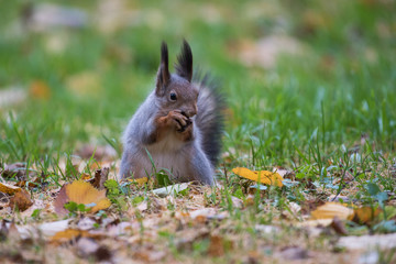 Squirrel eating a nut n the grass with leaves