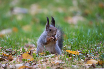 Naklejka na ściany i meble Squirrel eating a nut n the grass with leaves