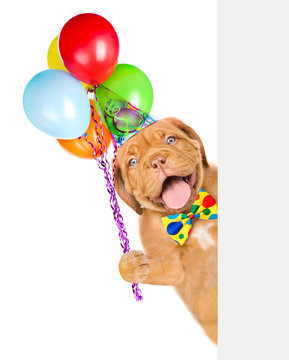 Funny Dog In Birthday Hat With Tie Bow Holding Balloons Above White Banner. Isolated On White Background