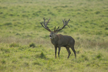 Red deer - Rutting season