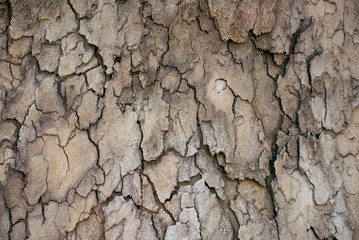 Gray tree bar texture 