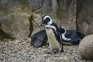 Fototapeta premium African Penguin Spheniscus Demersus bird in natural habitat landscape