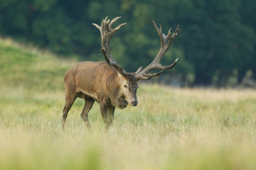 Red deer - Rutting season
