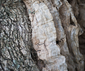 Bark of olive tree