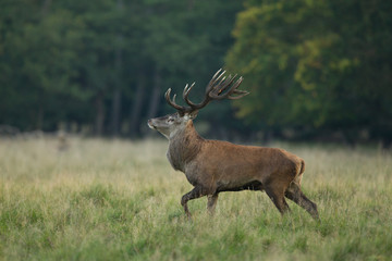 Red deer - Rutting season