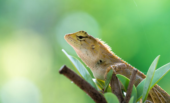 chameleon on the tree