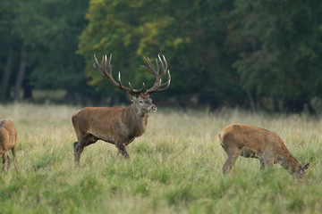 Red deer - Rutting season