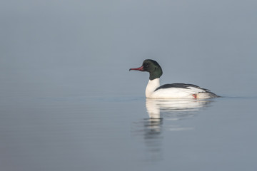 Beautiful nature scene with bird Common merganser (Mergus merganser). Wildlife shot of bird on the pond. Bird in the nature habitat.