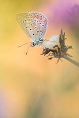 Beautiful nature scene with butterfly Common blue (Polyommatus icarus). Macro shot of butterfly on the flower.