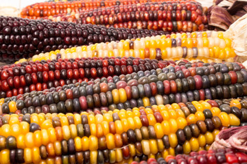 Decorative Maize 2