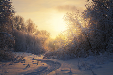 Trees covered with snow in a frosty winter evening and track from the snowmobile
