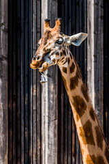 La Girafe © Gerald Villena