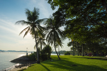 Coconut trees near the beach