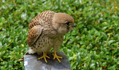 Turmfalke,Raubvogel,Jungvogel