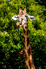 La Girafe du zoo du Parc de la Tête d'Or à Lyon