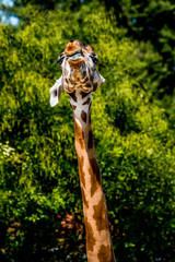 La Girafe