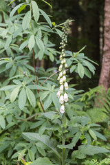 white foxglove - digitalis purpurea alba in nature