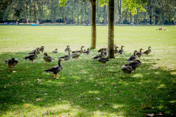 Oie cendrée du lac du Parc de la Tête d'Or 