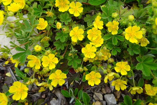 Tormentil (Potentilla erecta)