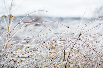 Icy grass in winter, stems of dry grass covered with ice crust