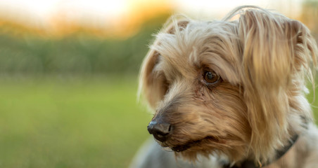 Dog portrait lost expression look. Copy space blurred background, doggie orange colors and pleasant atmosphere with calm and tranquility