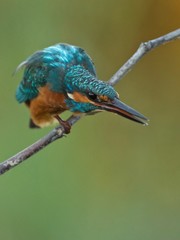 LA Mirada II