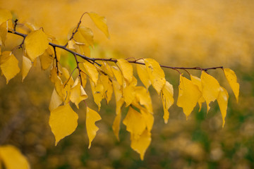 Branch with yellow leaves against the sunlight. Autumn leaves.