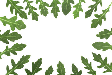 Obraz premium frame of green fresh rucola or arugula leaf isolated on white background with copy space for your text. . Top view