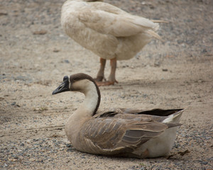 Duck playing in brown soil