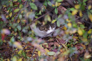 lovely cute street cat