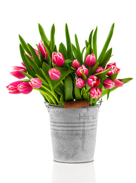 bouquet of tulips in an bucket on a white background