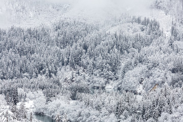 winter landscape froest