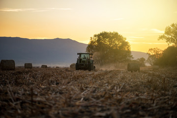 Fototapeta premium tractor with trailer at working in the golden wheat field.
