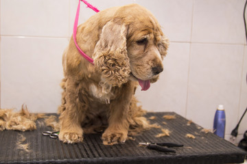 dog cocker spaniel in the canine hairdresser