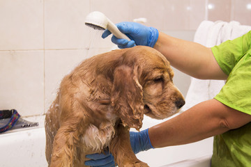 dog cocker spaniel in the hairdresser canine bathing