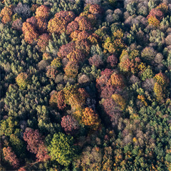 Vue aérienne de forêt à l'automne à Armainvilliers à l'est de Paris