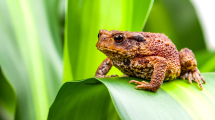 Common ground toad sitting on green plant