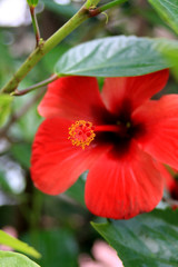 Red flower in the garden